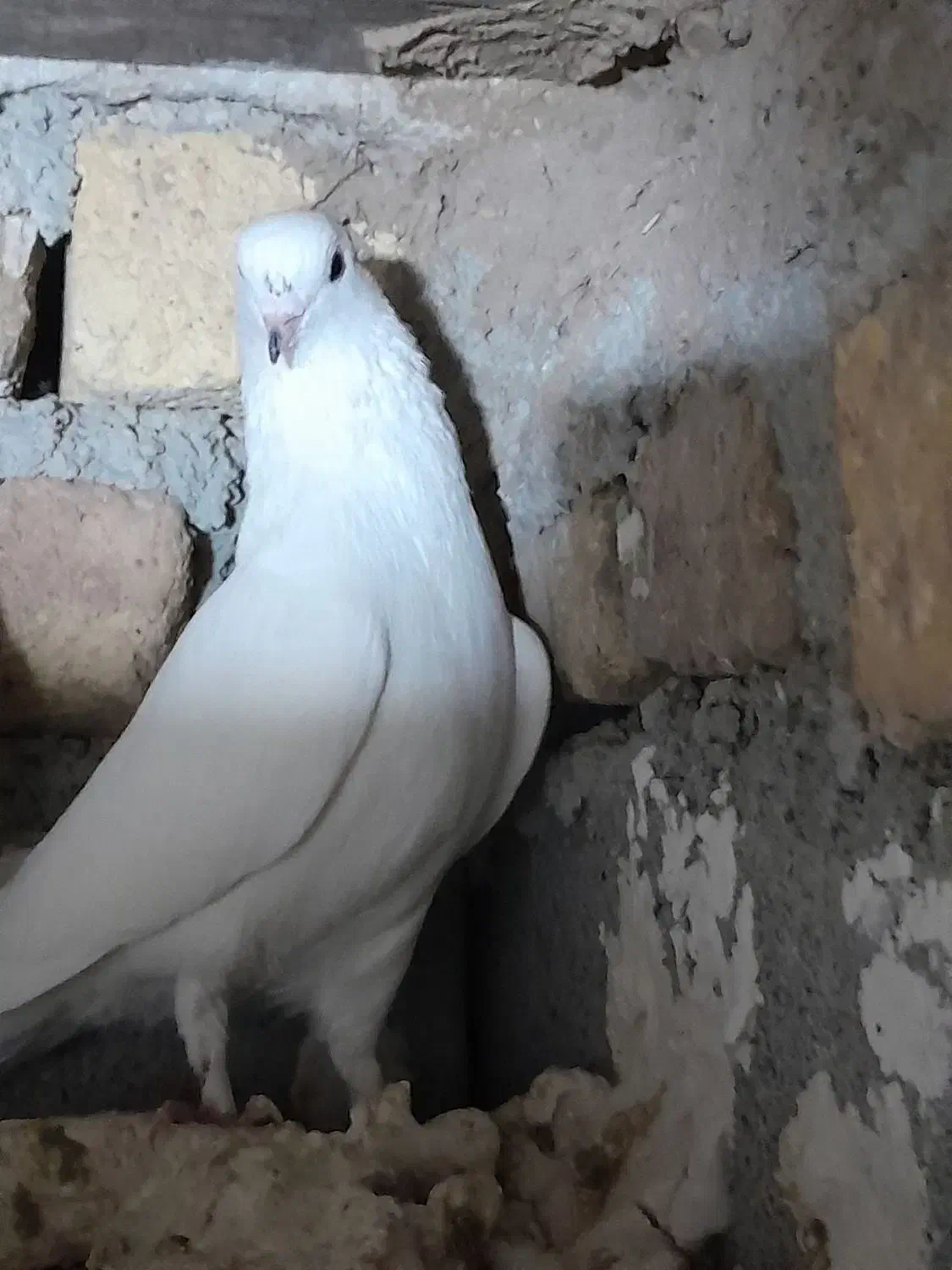 تهرانی زوردار|پرنده|سرپل ذهاب, |دیوار