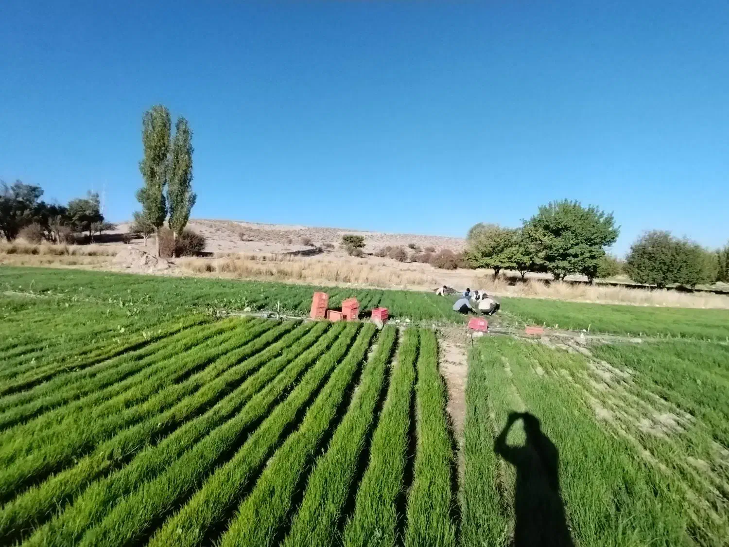 نشا پیاز مینروا سفید|گل و گیاه طبیعی|شیراز, دودمان|دیوار