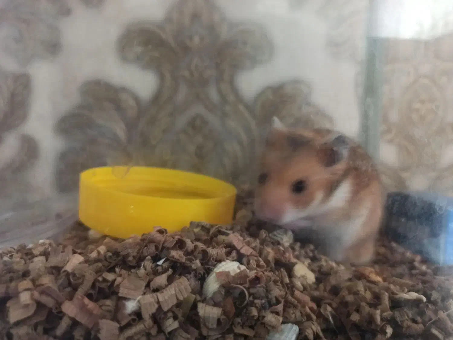 همستر دورنگ خوشگل حالت سنجابی|موش و خرگوش|قزوین, |دیوار