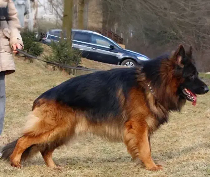 سگ ژرمن مو بلند کینگ ساز  جهت کشش|سگ|شیراز, سینما سعدی|دیوار