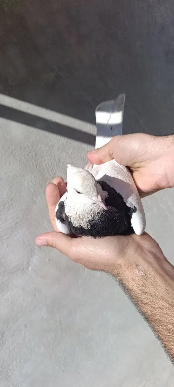 طوقی ماده|پرنده|مسجد سلیمان, |دیوار