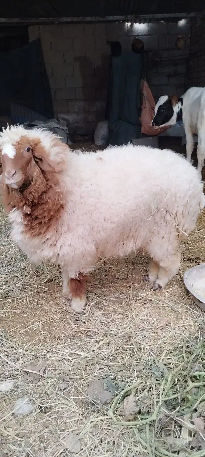 بره ماده|حیوانات مزرعه|کرخه, |دیوار