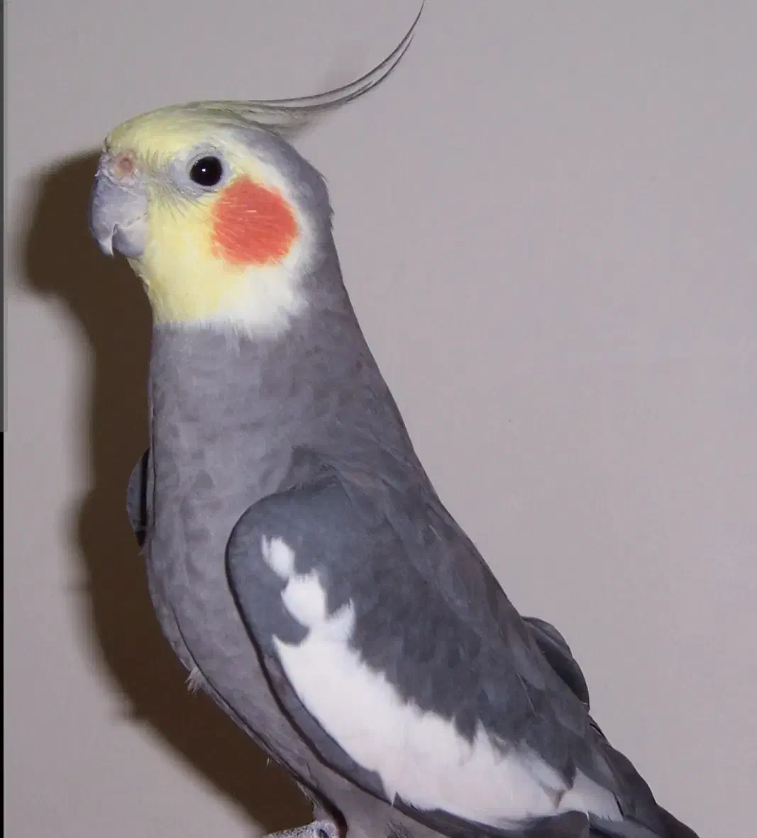 عروس هلندی(گم شده)|حیوانات|بروجرد, |دیوار