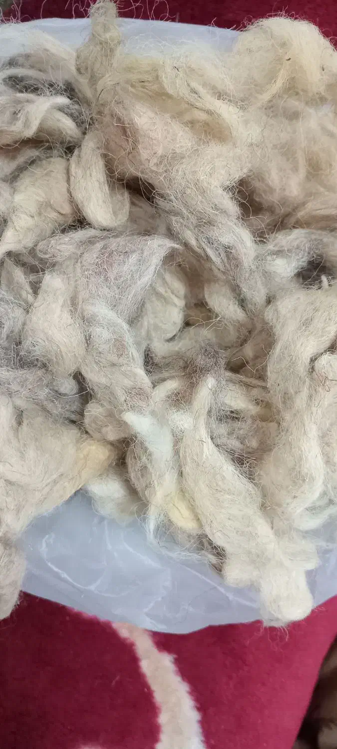 فروش پشم گوسفند|رختخواب، بالش، پتو|مشگین شهر, |دیوار