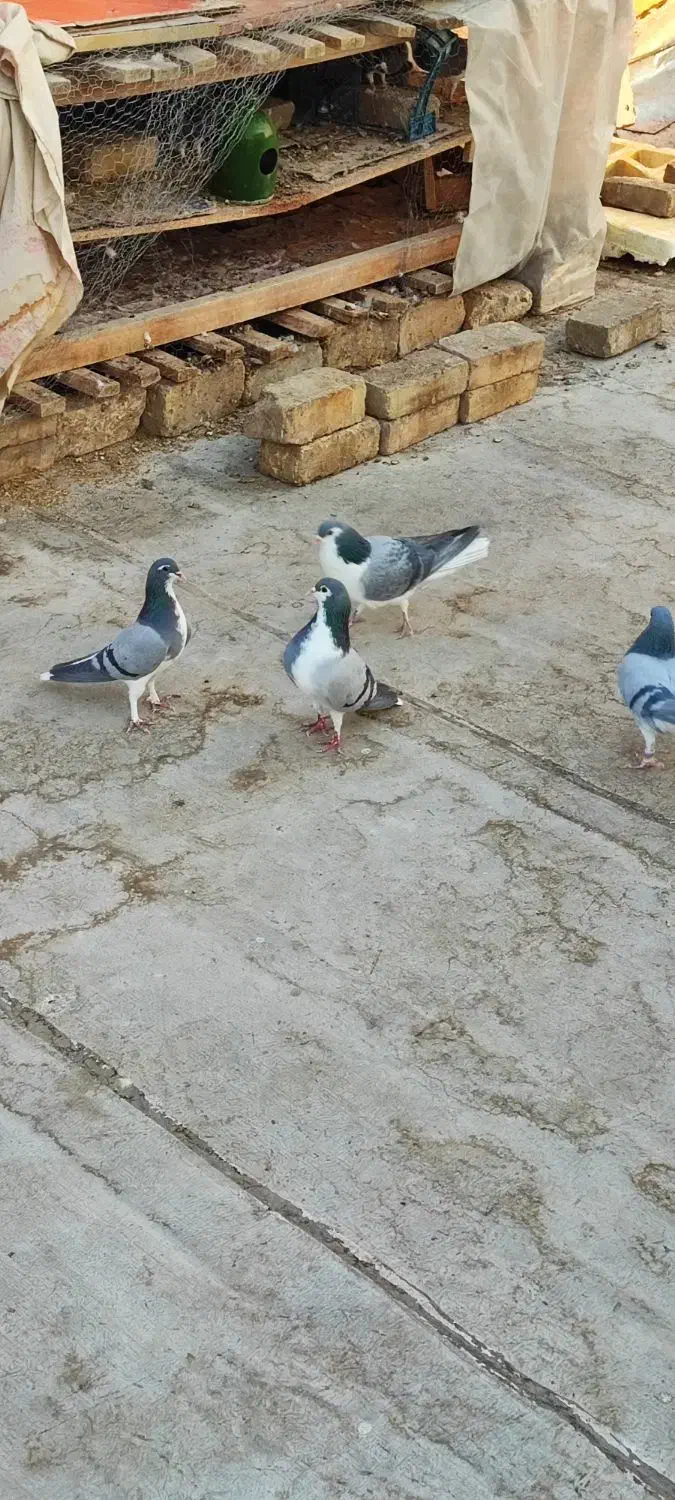 دمگیر خرقه سینه واز تهرونی|پرنده|ابریشم, |دیوار