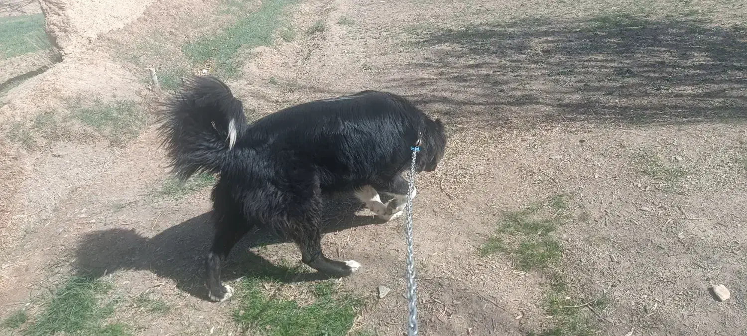 سگ گمشده|حیوانات|خمین, |دیوار