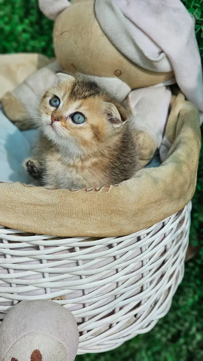 توله بریتیش وایت گلد|گربه|بندر ماهشهر, |دیوار