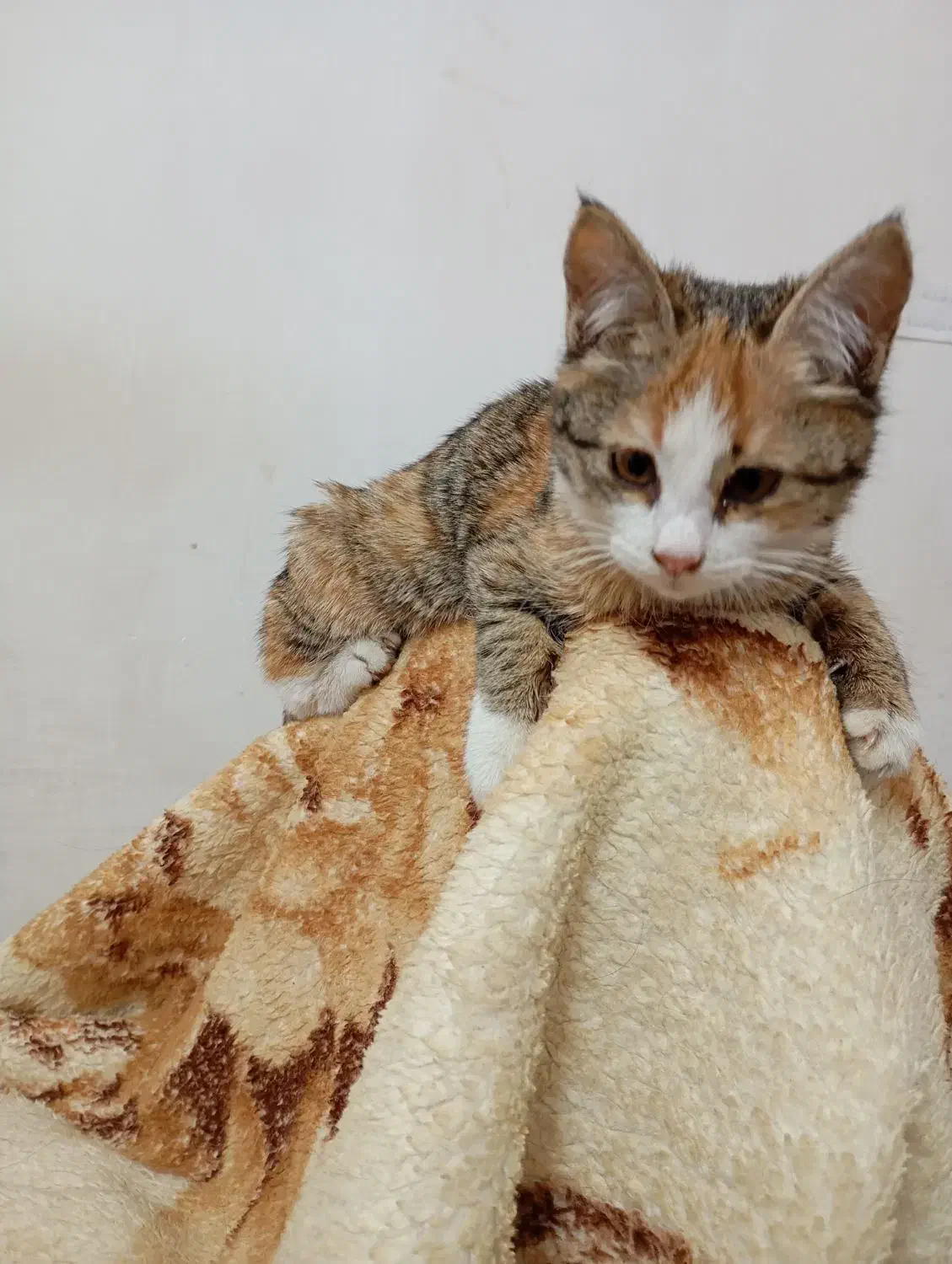 گمشده|حیوانات|مشهد, نوغان|دیوار