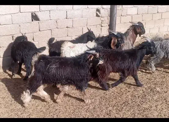 کهره نر ترکی|حیوانات مزرعه|شیراز, سرو|دیوار