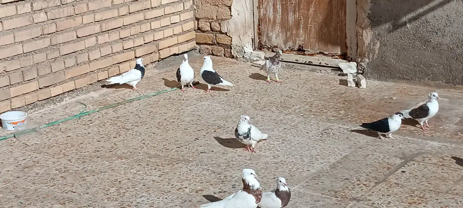 15عدد رنگی|پرنده|شوش, |دیوار