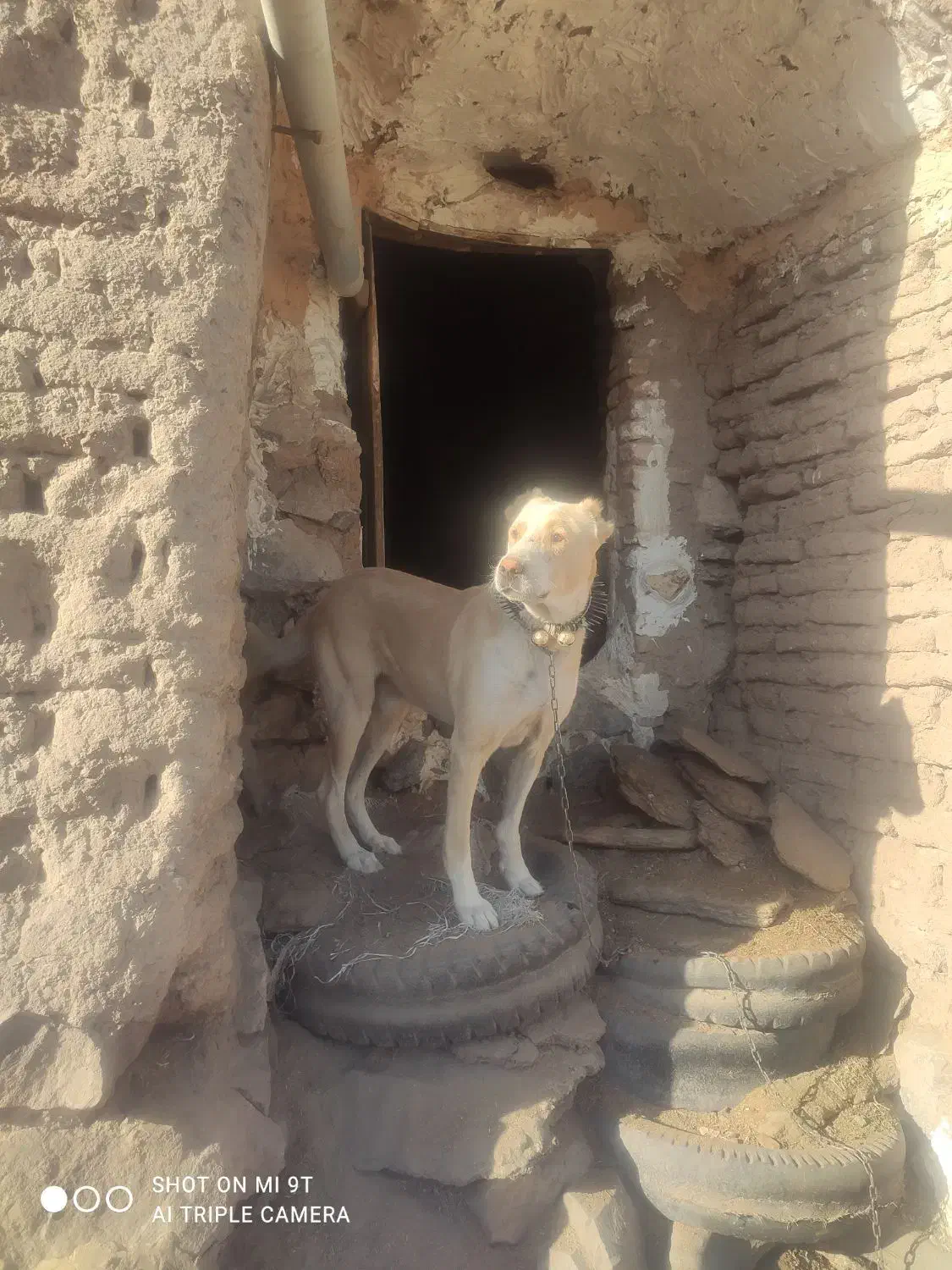 سگ گله|سگ|سبزوار, شرق کال میانی|دیوار