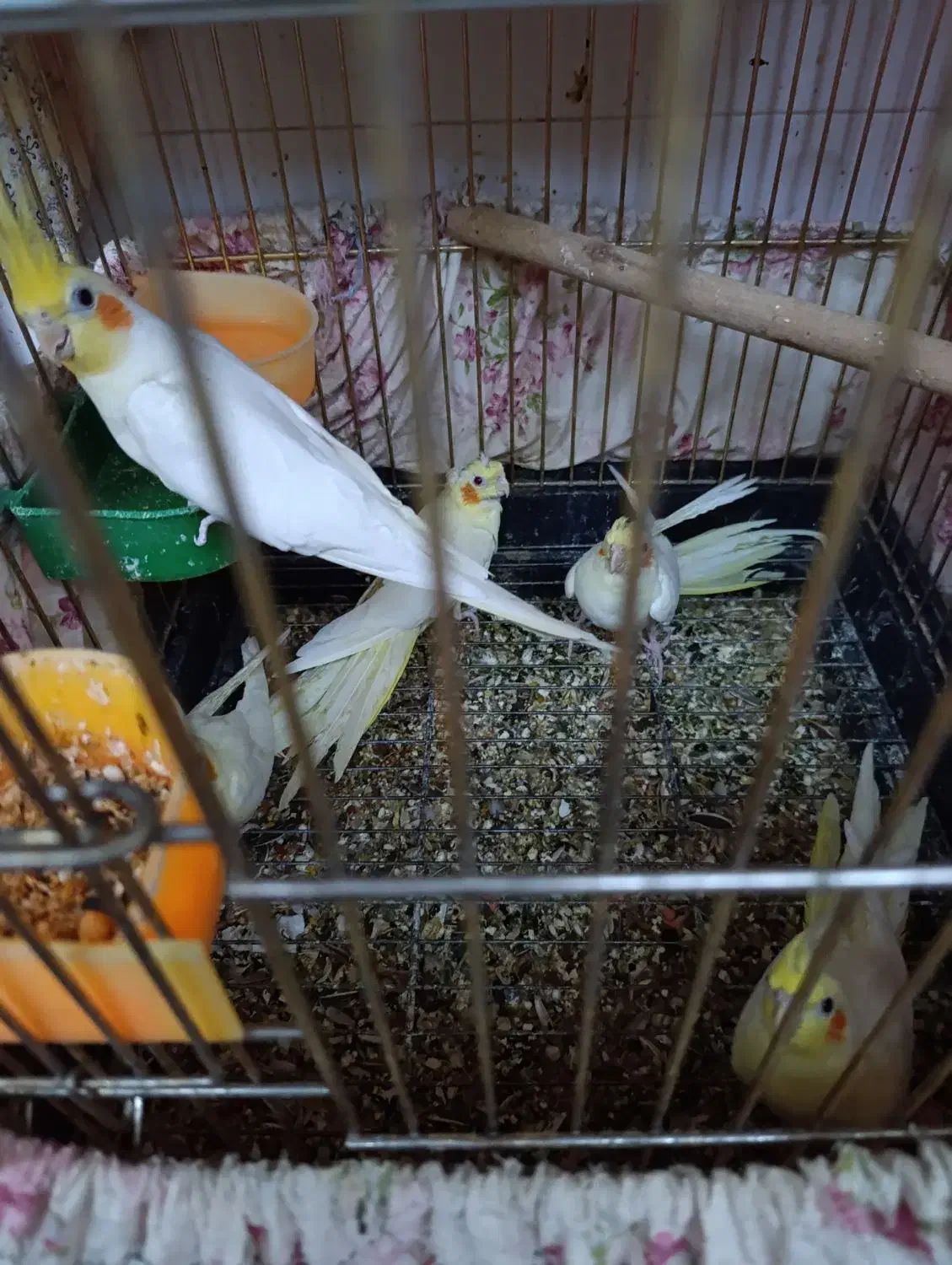 جوجه عروس هلندی لوتینو|پرنده|قم, انسجام|دیوار