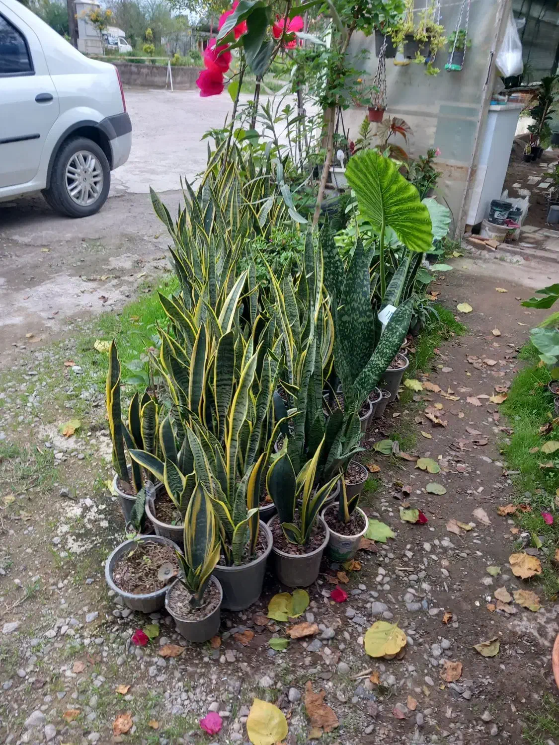 انواع گل های مختلف و اپارتمانی|گل و گیاه طبیعی|سنگر, |دیوار