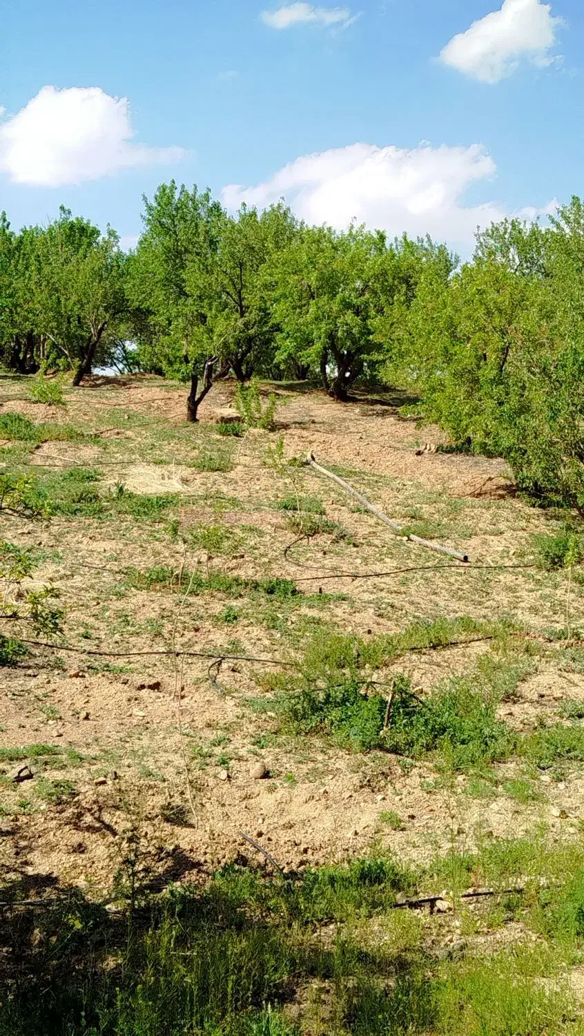 فروش فوری باغ بادام|فروش دفتر صنعتی، کشاورزی، تجاری|سامان, |دیوار