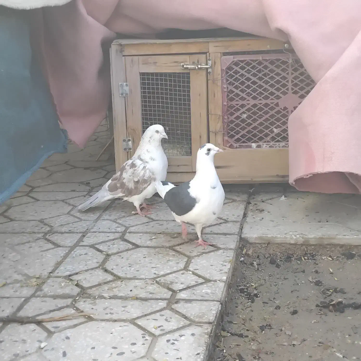 یه جفت کبوتر درجه یک|پرنده|فسا, |دیوار