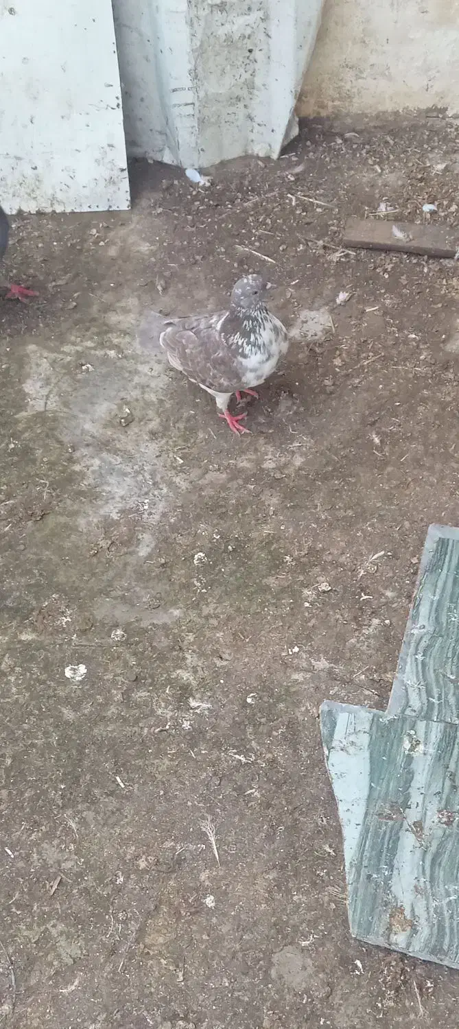 کبوتر سالم|پرنده|آستارا, |دیوار