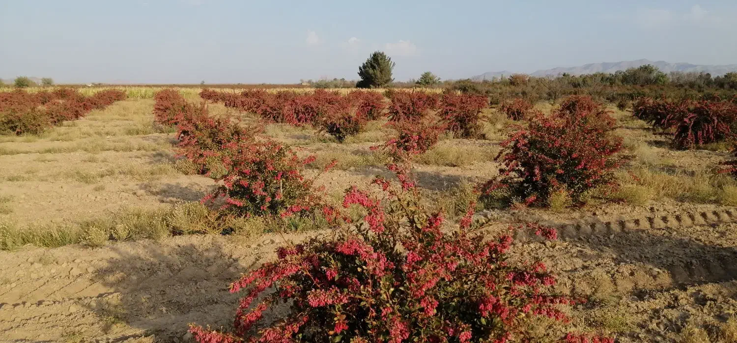 زرشک آبدار|خوردنی و آشامیدنی|سربیشه, |دیوار
