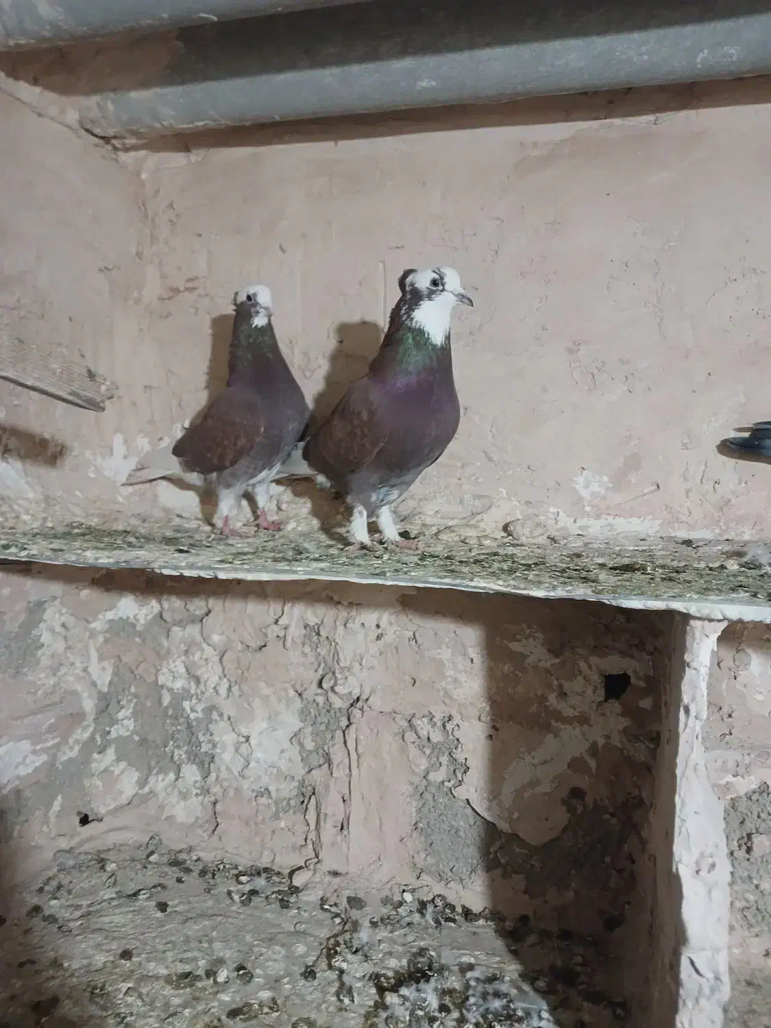 کفتر تهرانی شازده قرمز|پرنده|تهران, شهرک رضویه|دیوار