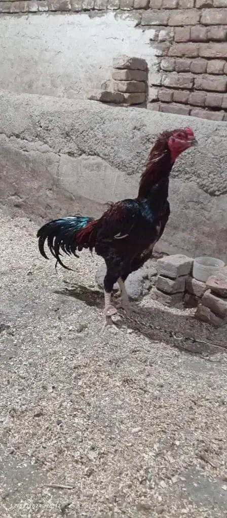 خروس نسل دار|حیوانات مزرعه|شبستر, |دیوار