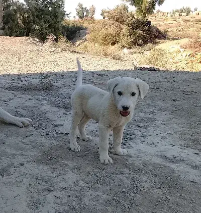 با سلام خسته نباشید یک عدد توله سگ افغان|سگ|هامون, |دیوار