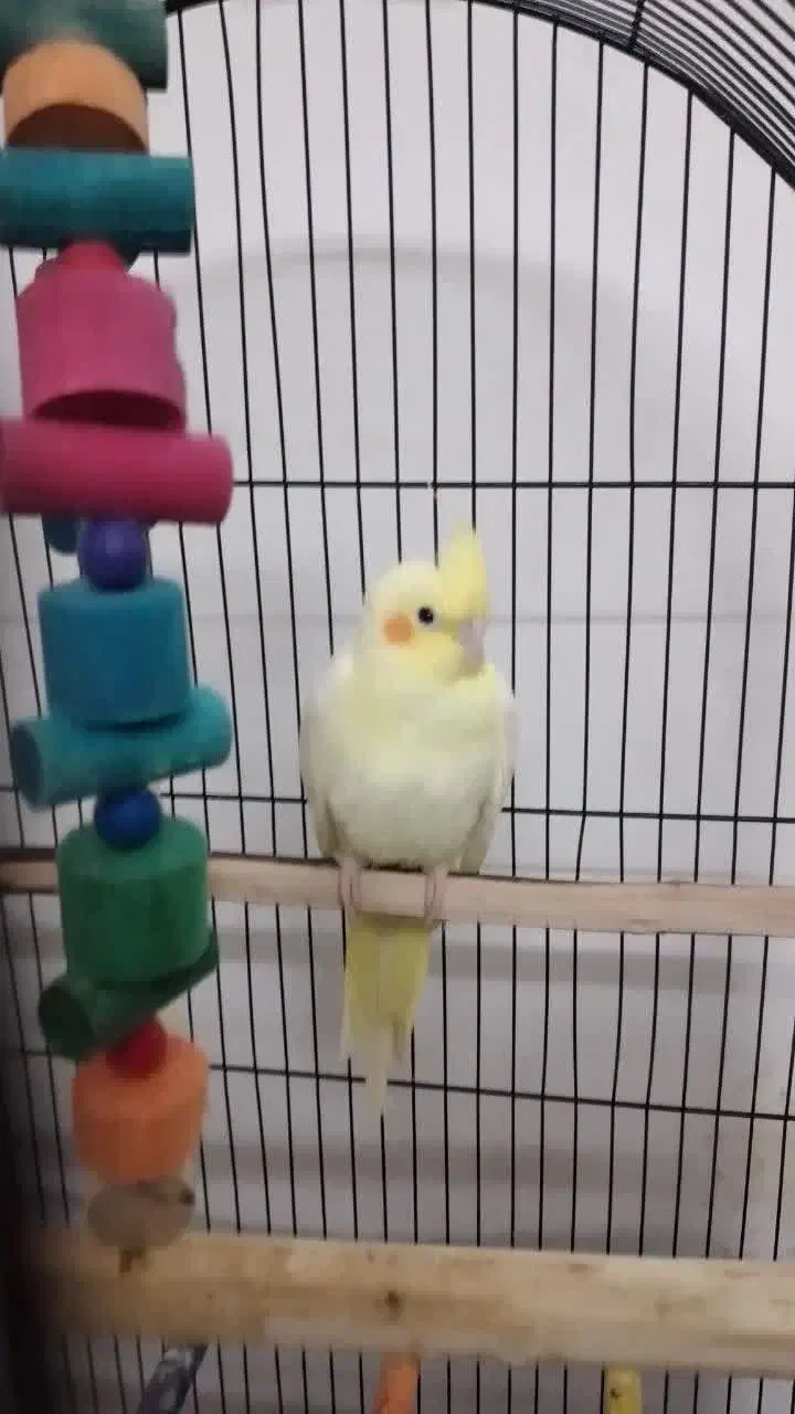 پرنده عروس و قفس|پرنده|ساری, |دیوار