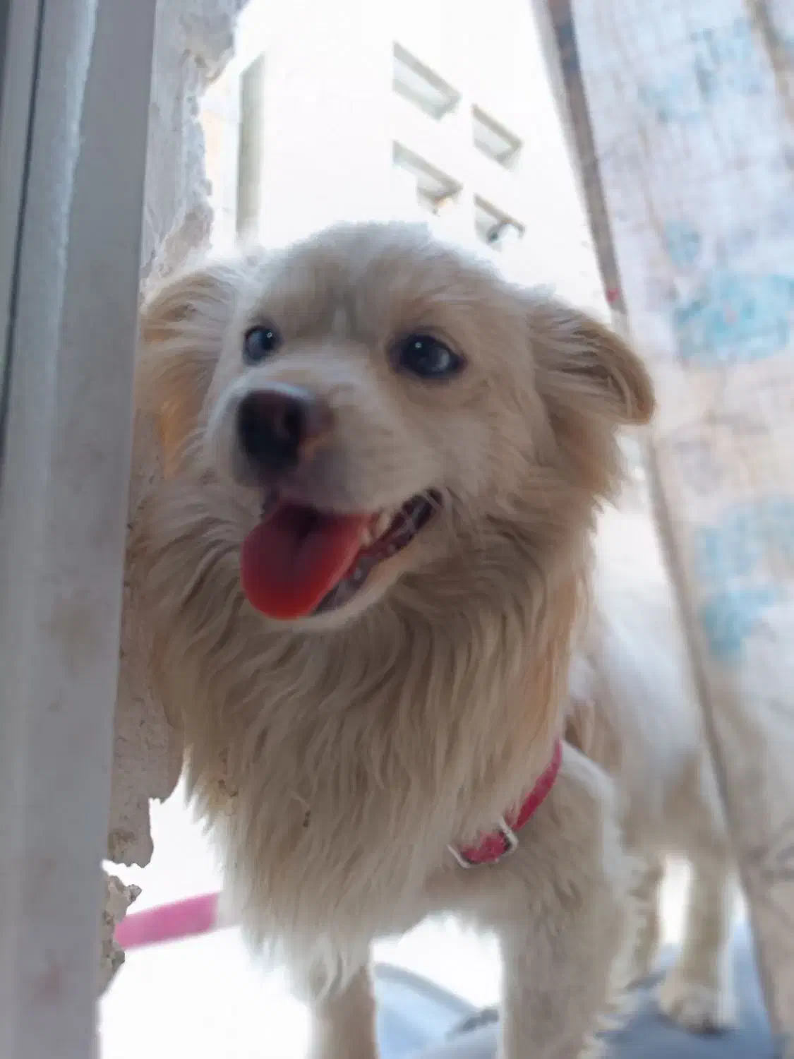 سگ خونگی نژاد شیدزو|سگ|پاکدشت, پاکدشت (مامازند)|دیوار