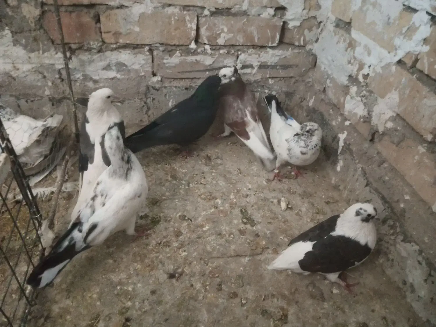 کبوتر یجایی|پرنده|قم, ولیعصر|دیوار