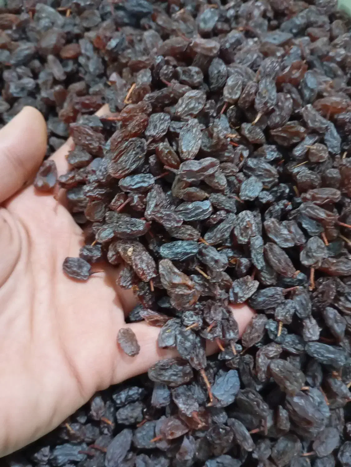 کشمش انگور قرمز کشمش بیدانه|خوردنی و آشامیدنی|ارومیه, |دیوار