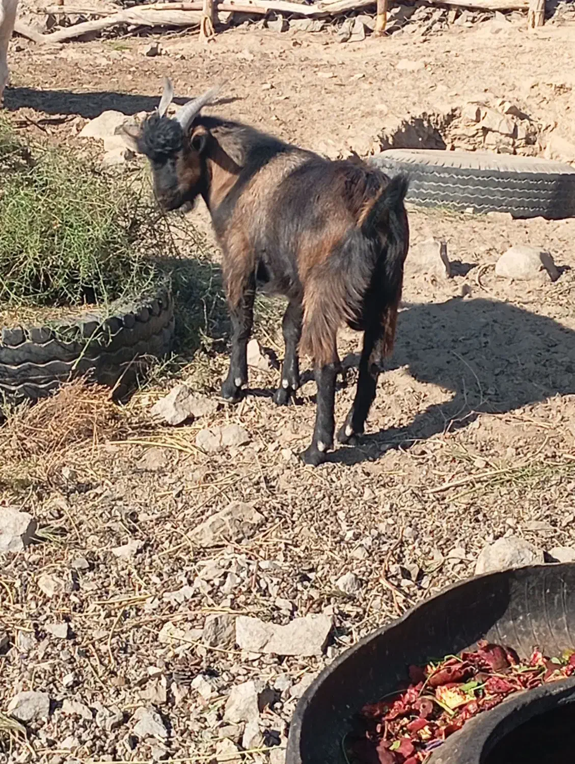 دوبزغاله نر مناسب فروشی|حیوانات مزرعه|فردوس (خراسان), |دیوار