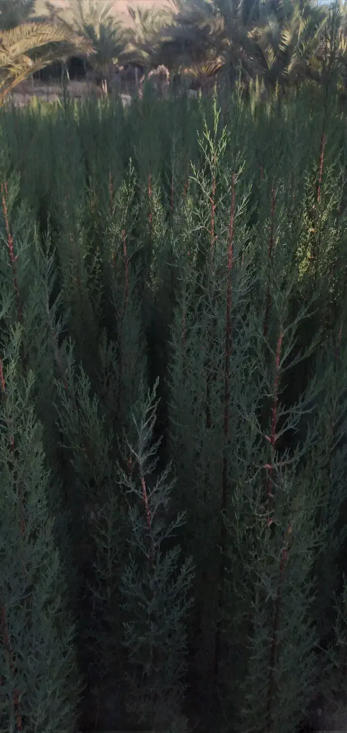 تولید و عرضه ی انواع نهال سرو ناز شیرازی، کاج و|خدمات باغبانی و درختکاری|خفر, |دیوار