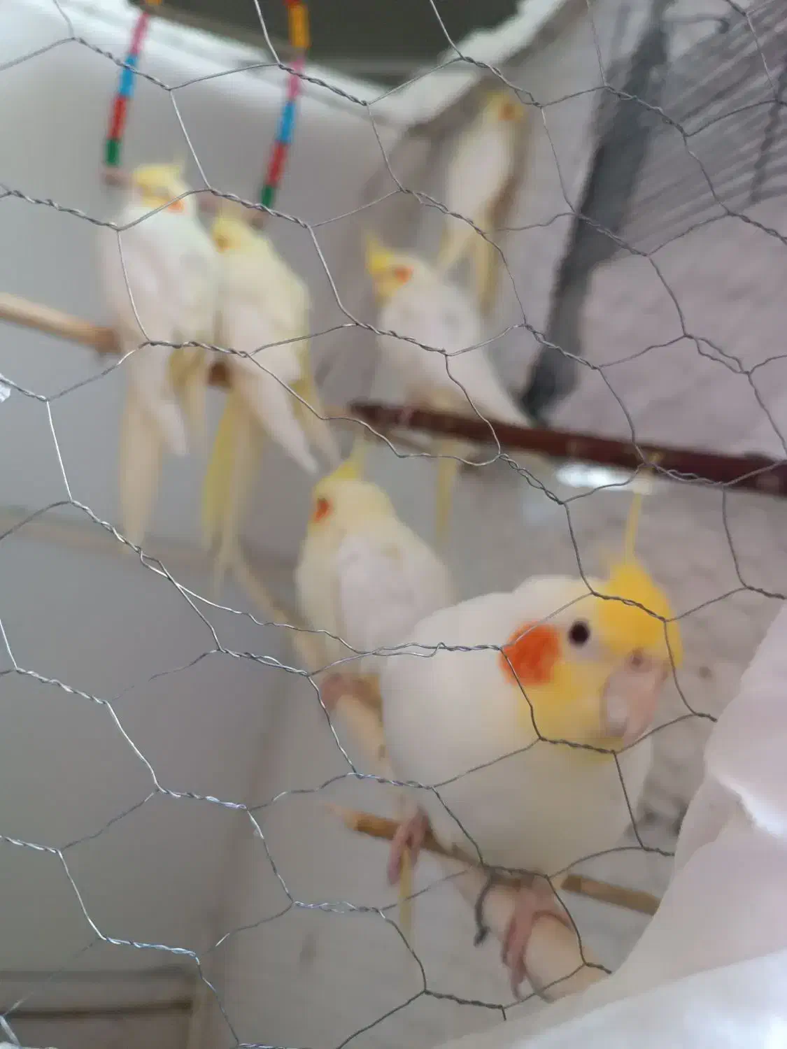 عروس هلندی لوتینو آهویی|پرنده|جغتای, |دیوار