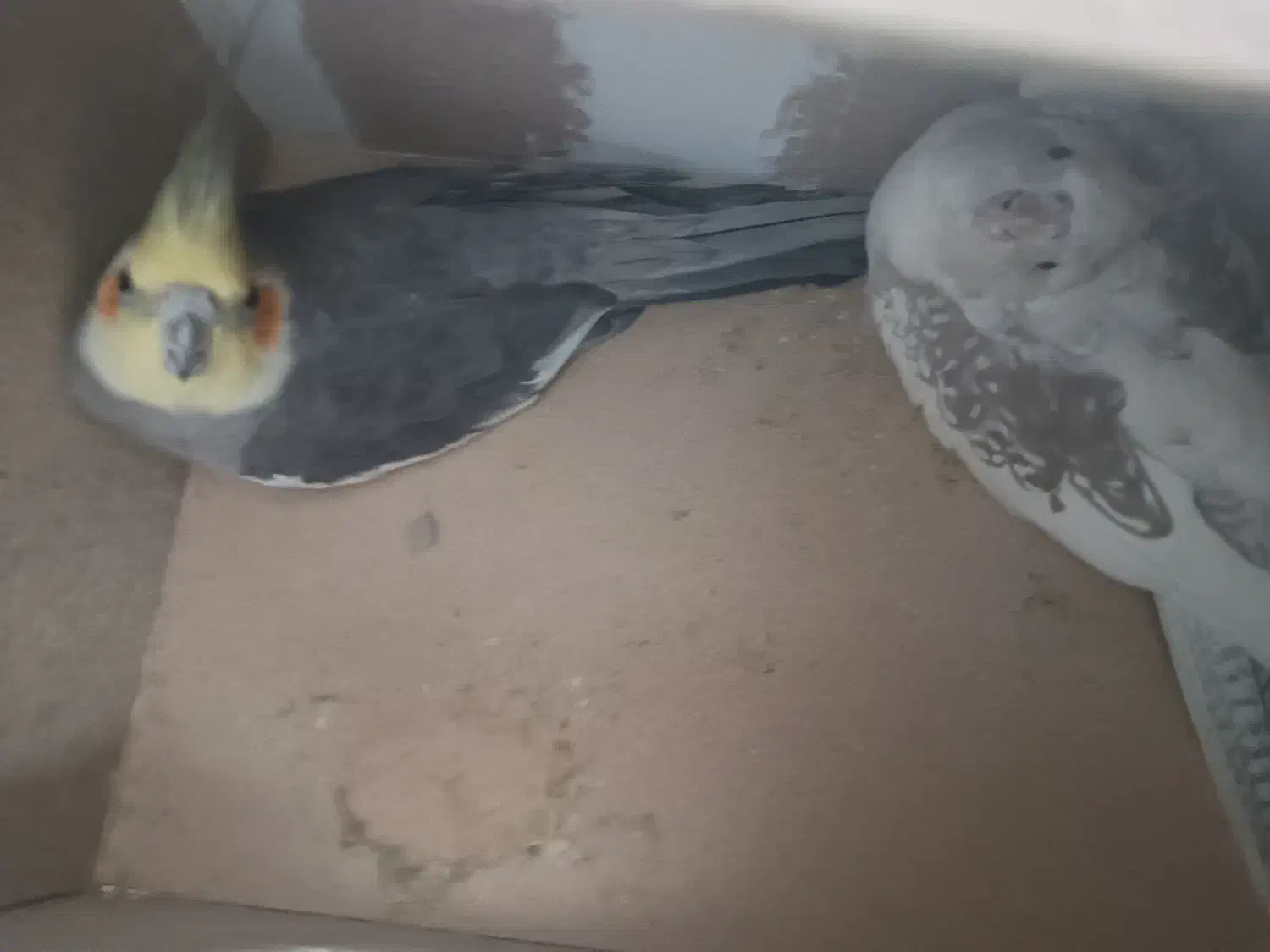 جفت عروس خوش ذات|پرنده|یزد, |دیوار