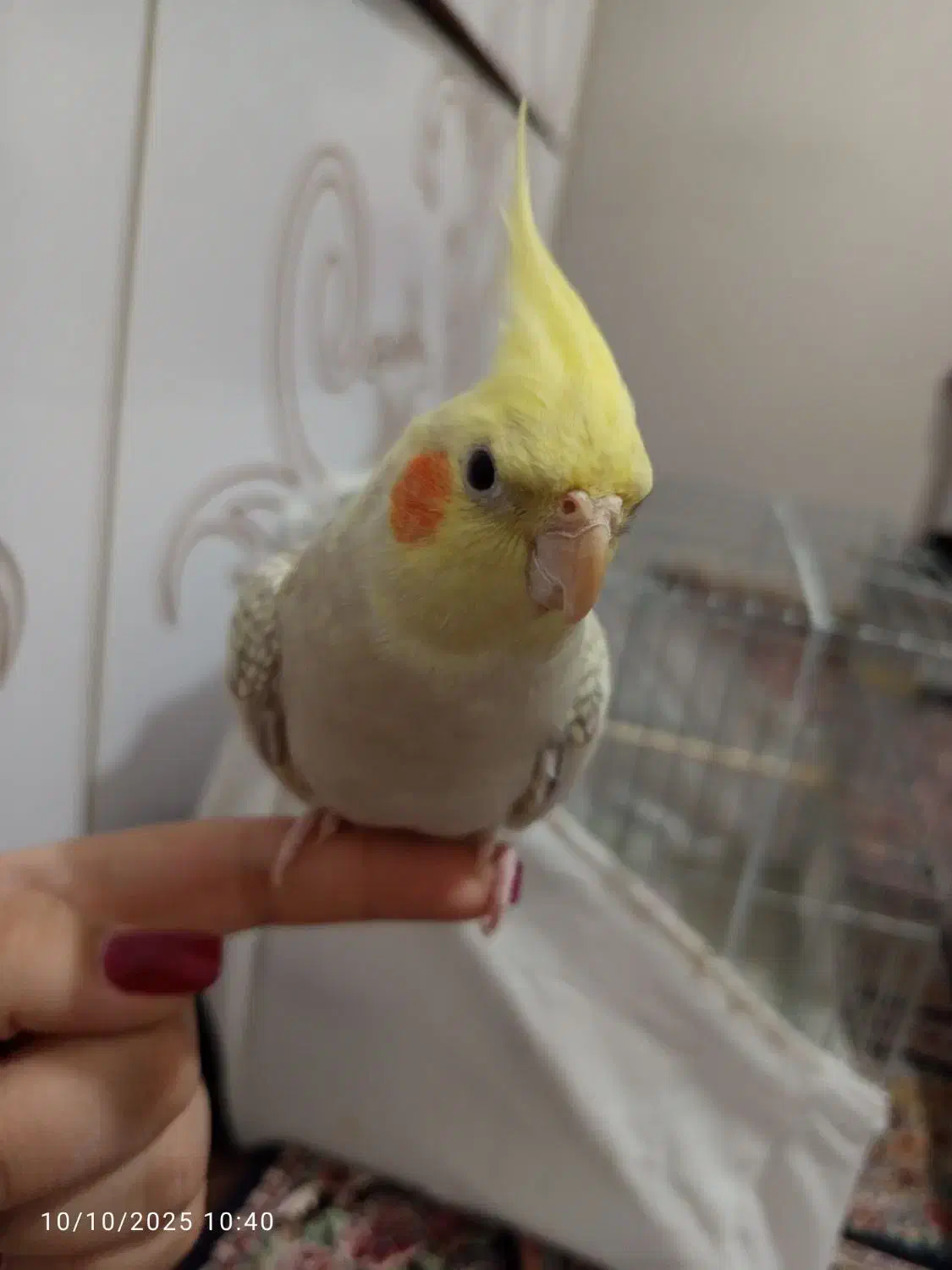 عروس هلندی طلایی|پرنده|سراب, |دیوار