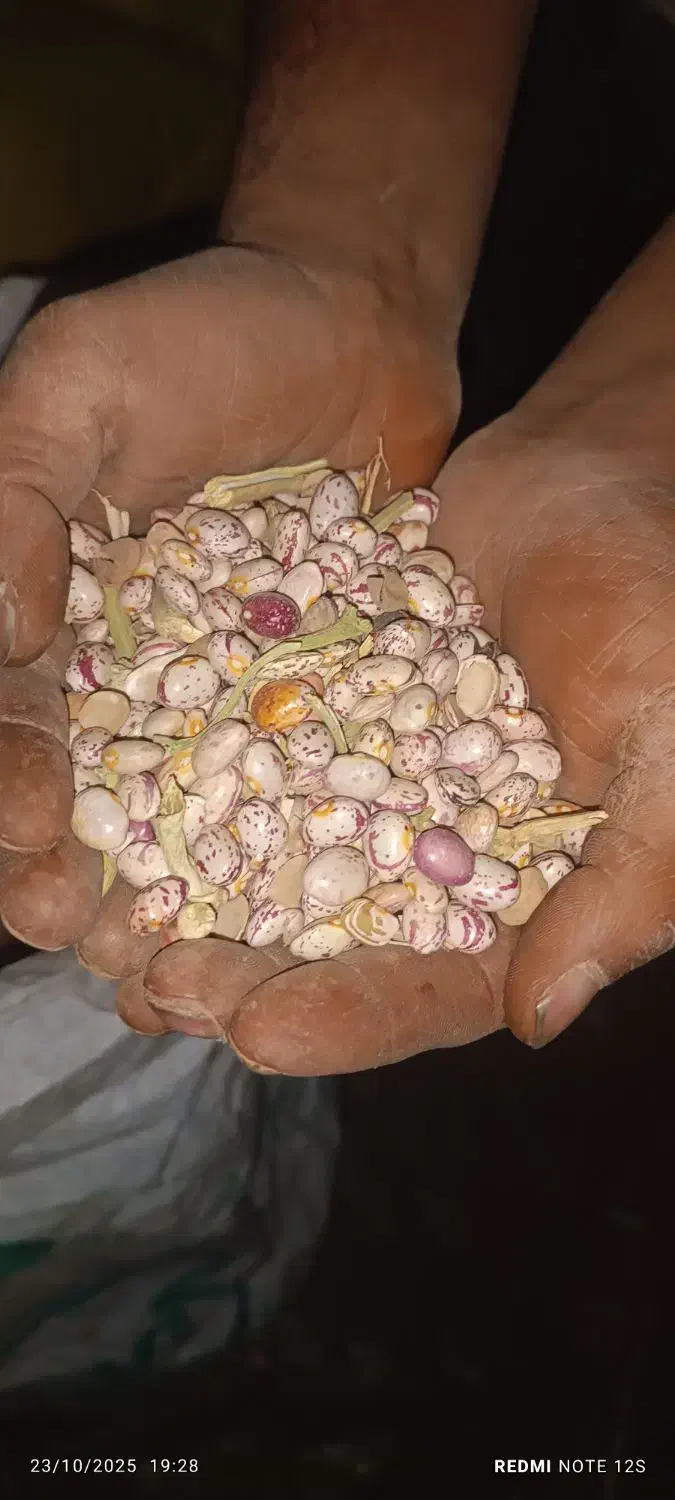 لوبیا چیتی|خوردنی و آشامیدنی|زاغه, |دیوار