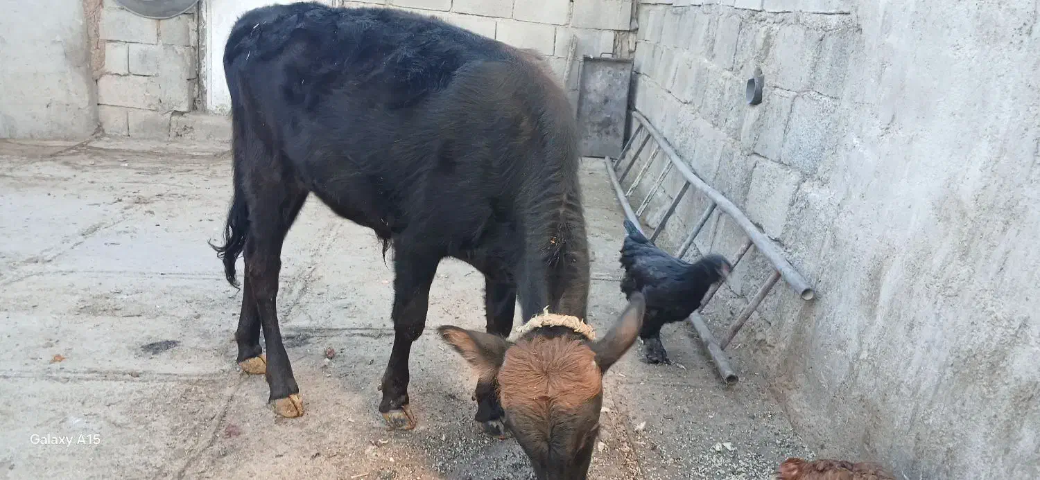 گوساله نرفروشی|حیوانات مزرعه|زمکان, |دیوار