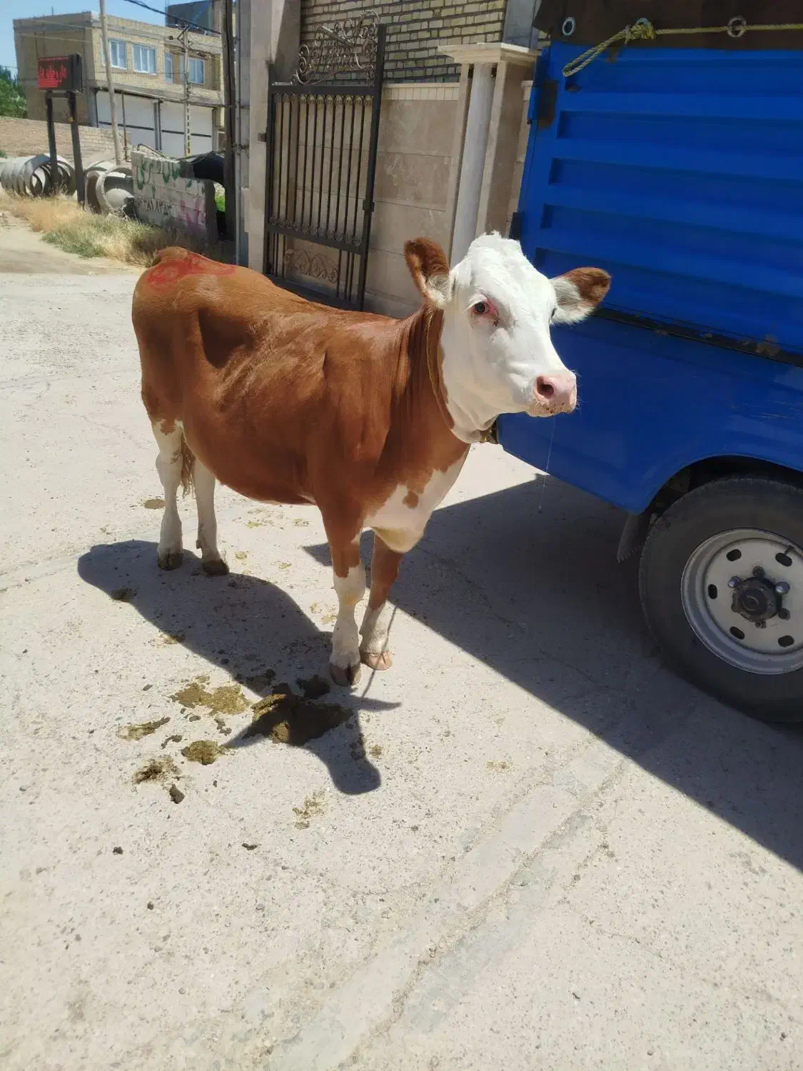 گوساله لاغرفروشی|حیوانات مزرعه|اراک, |دیوار