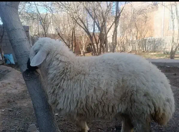 بره نر|حیوانات مزرعه|راین, |دیوار