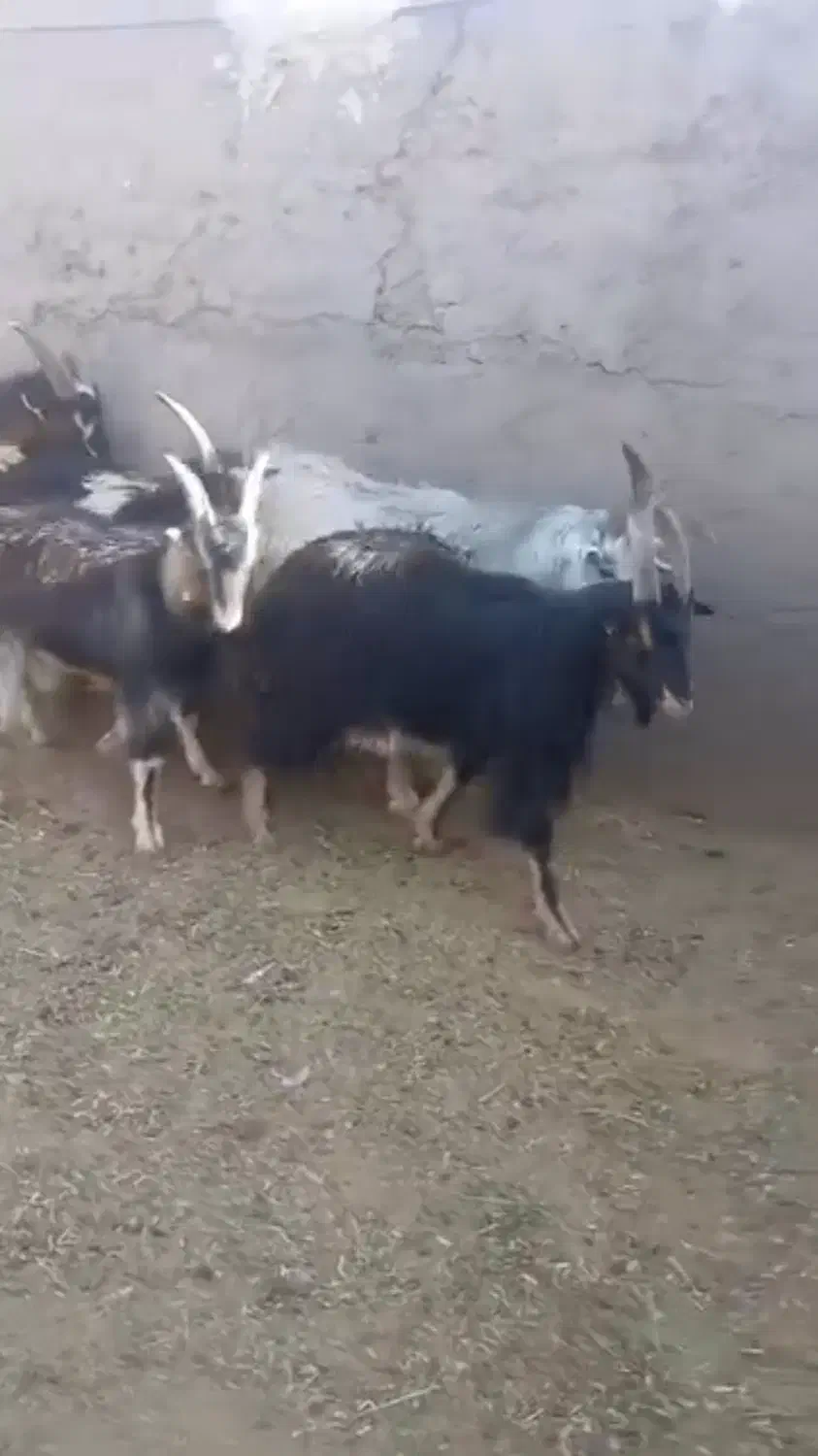 فروش میش بره دار و بزغاله|حیوانات مزرعه|گرمسار, |دیوار