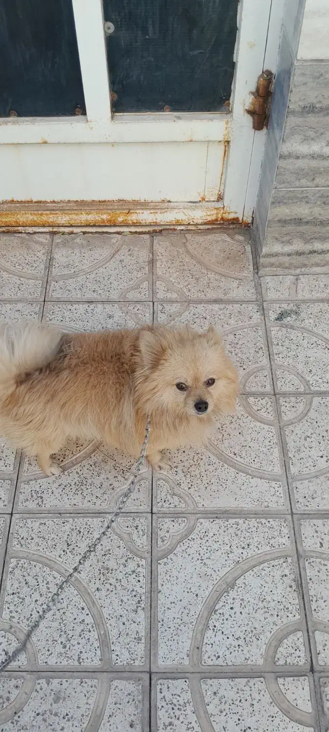 واگذاری سگ|سگ|تربت جام, خیرآباد|دیوار