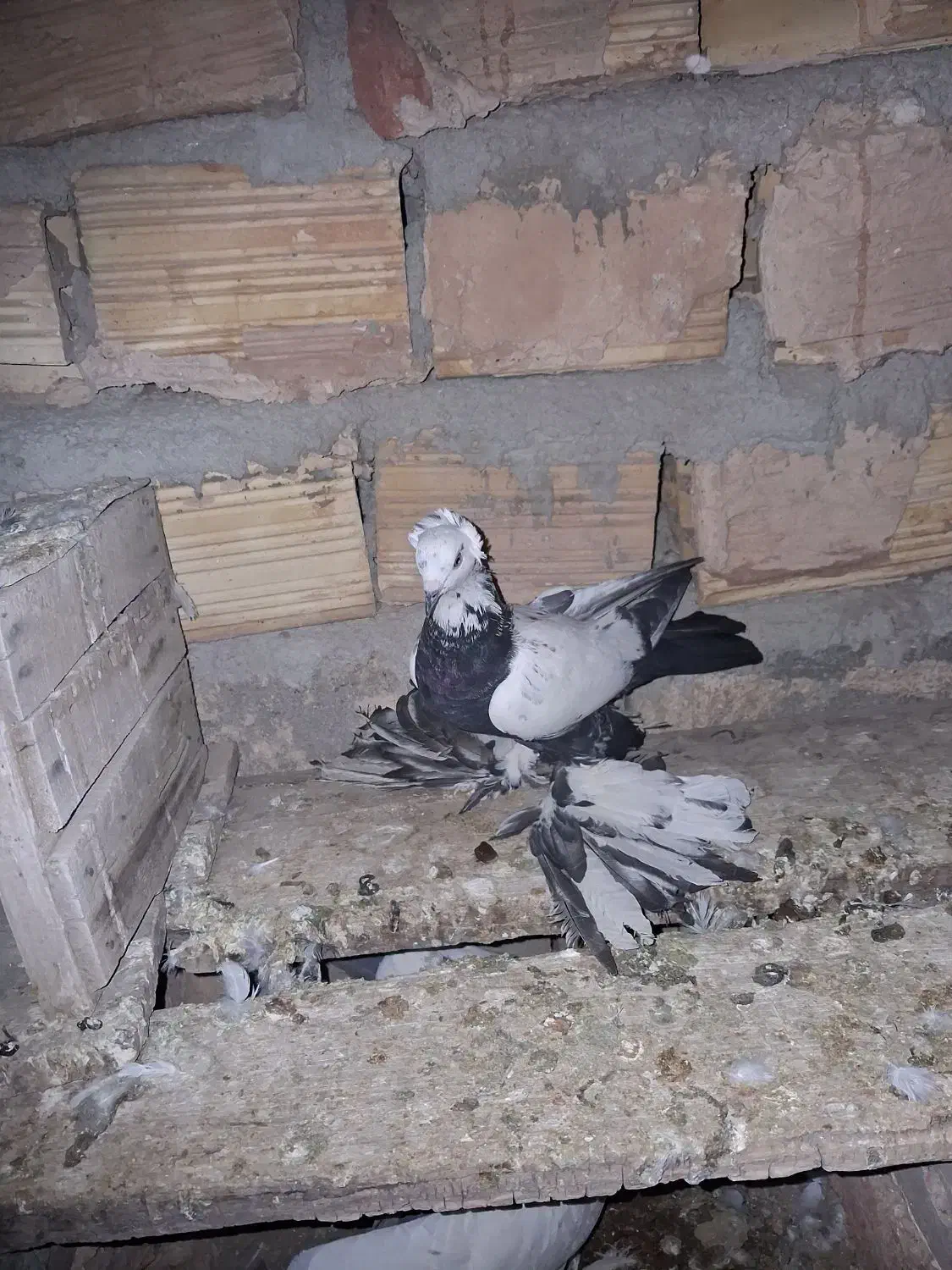 یک عدد سینه سیاه|پرنده|آذرشهر, |دیوار