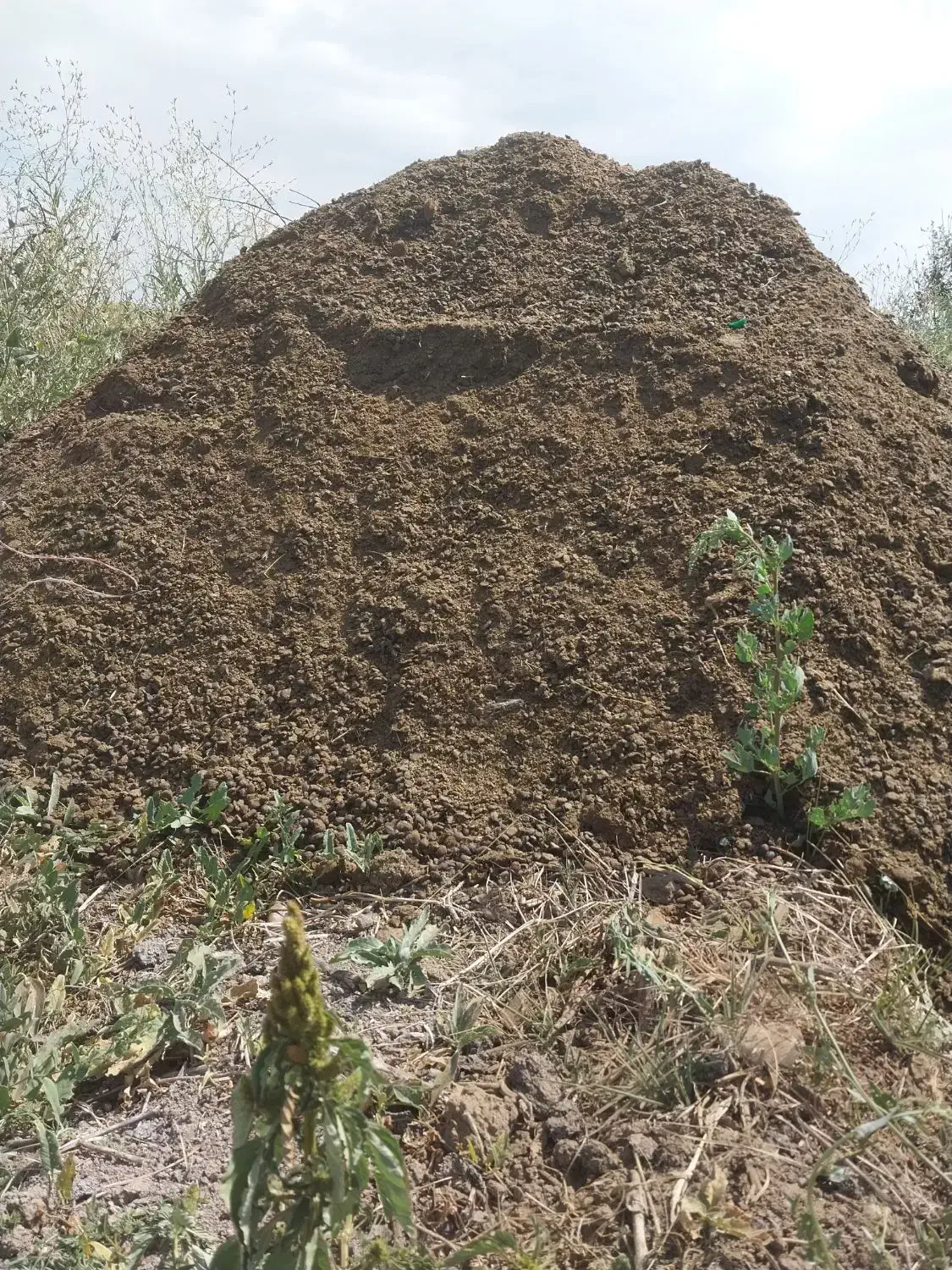 کود حیوانی گوسفندی و گاوی|خدمات باغبانی و درختکاری|اهر, |دیوار