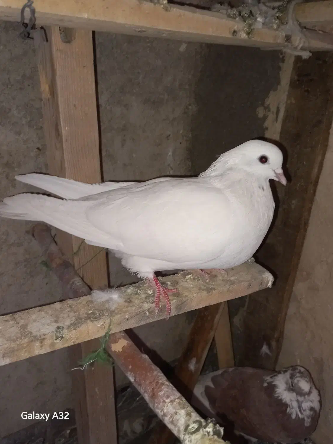 دوکبوتر یکی ماده ویکی نر هردوتا سالم واکسن زده|پرنده|ازنا, |دیوار