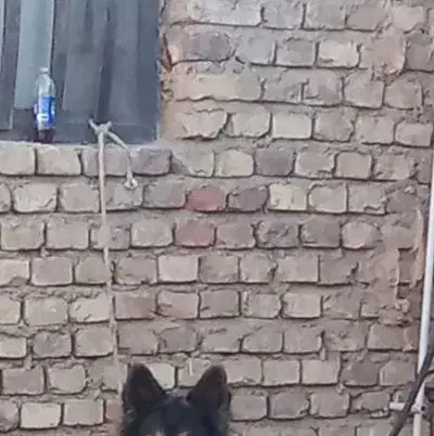 ژرمن پیدا شده|سگ|کرمان, |دیوار