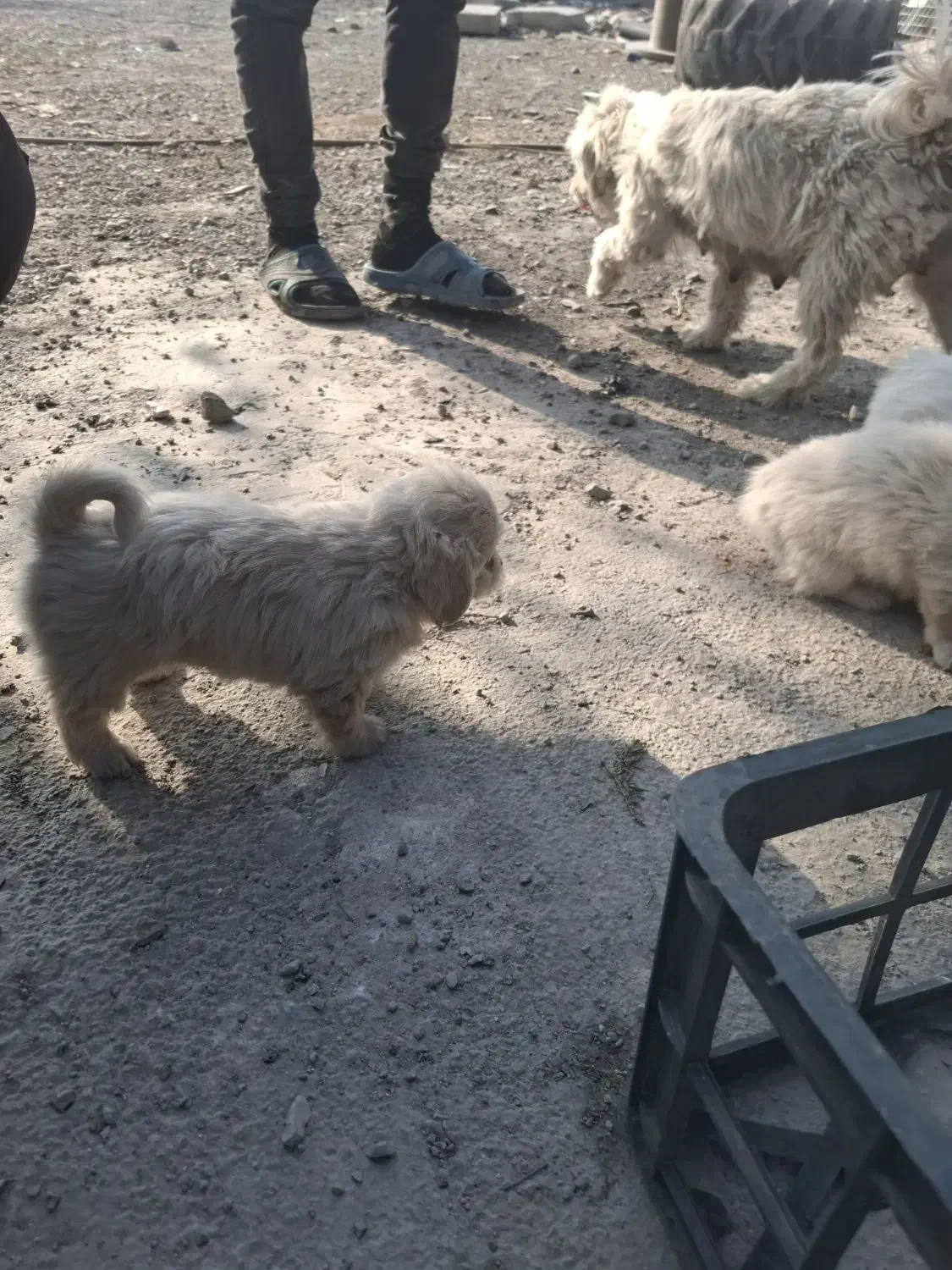 واگذاری توله شیتزو|سگ|نسیمشهر, |دیوار