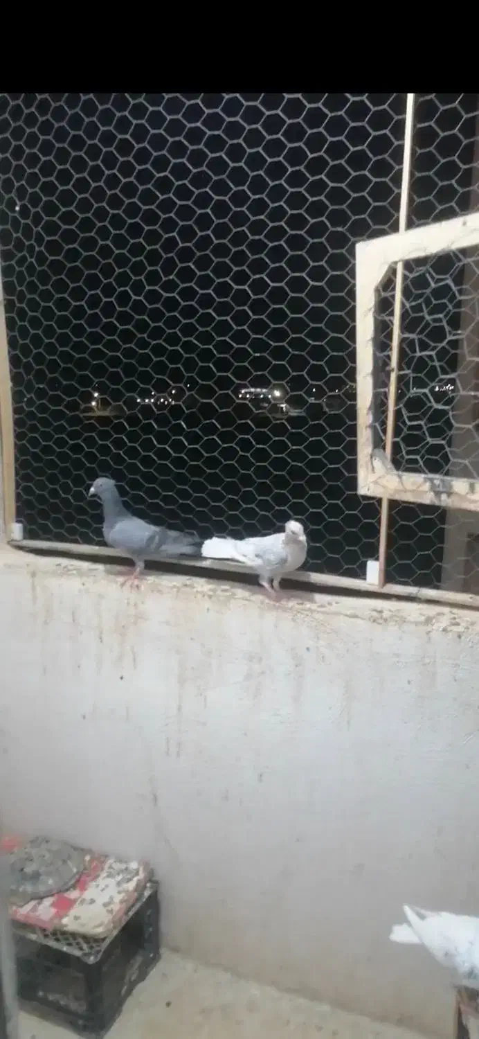 سبز کاکلی جوجه|پرنده|بجنورد, |دیوار