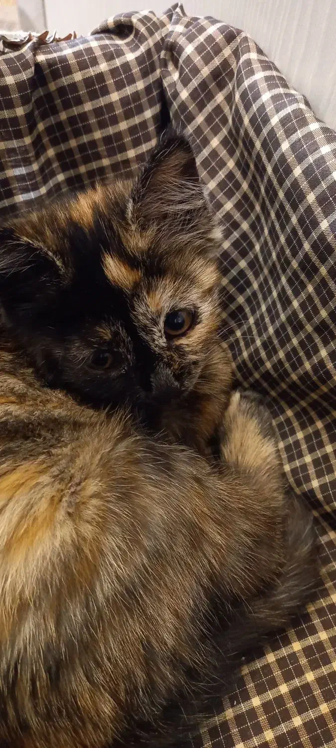 بچه گربه دوماهه|گربه|کرج, شهرک فهمیده|دیوار