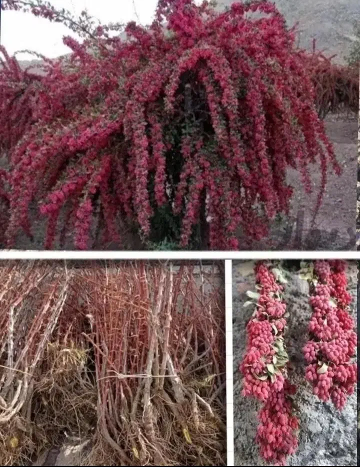 اغاز فروش نهال زرشک وعناب وسنجد از تولید کننده|خدمات باغبانی و درختکاری|مشهد, احمدآباد|دیوار