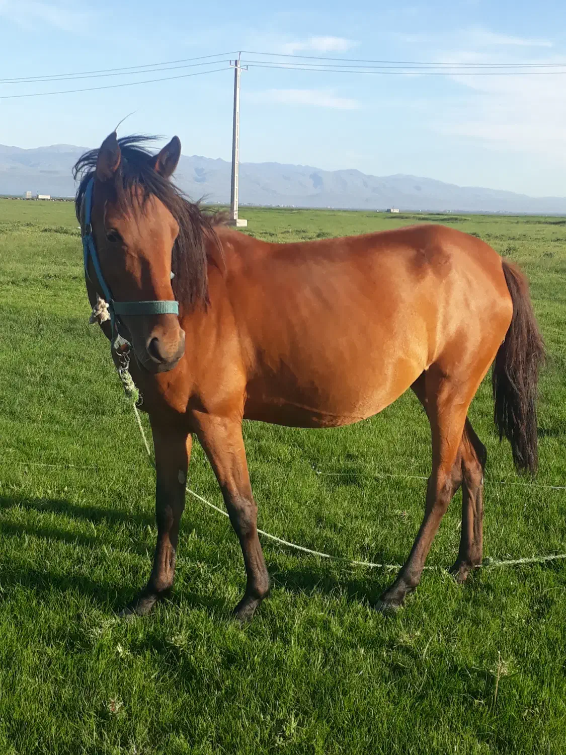 اسب مادیان|اسب و تجهیزات اسبسواری|نمین, |دیوار