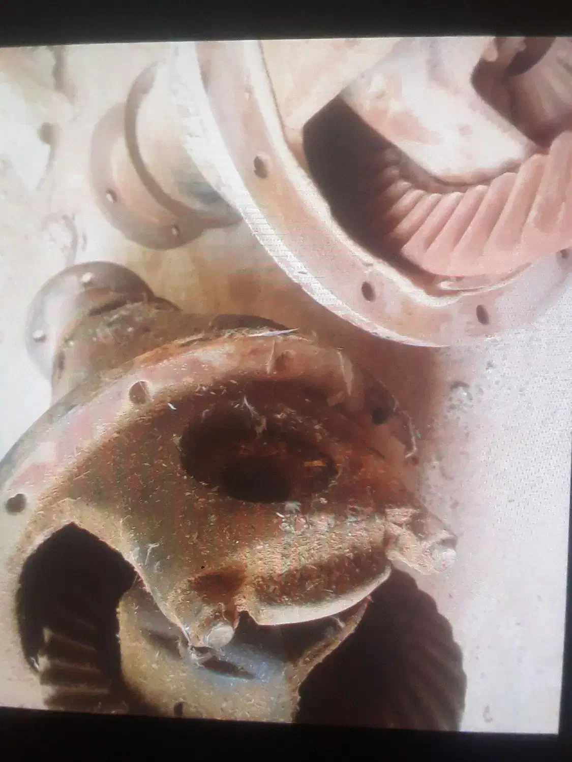 فروش دوعددکله گاوی پیکان|قطعات یدکی و لوازم جانبی|زارچ, |دیوار