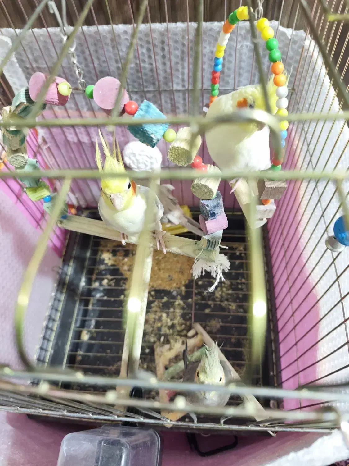 عروس هلندی|پرنده|خنداب, |دیوار